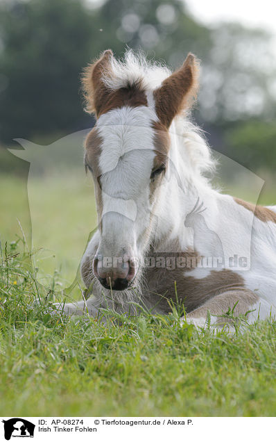 Irish Tinker Fohlen / Irish Tinker foal / AP-08274