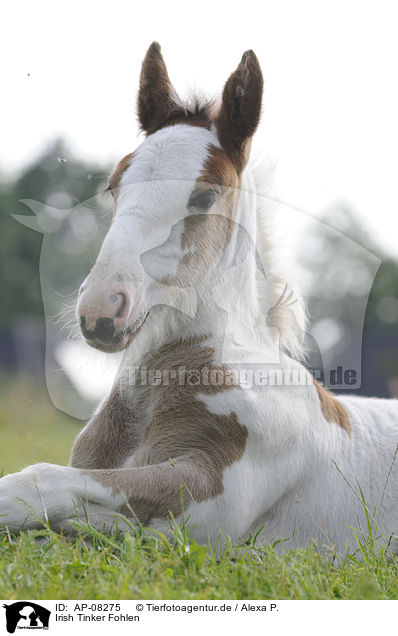 Irish Tinker Fohlen / Irish Tinker foal / AP-08275