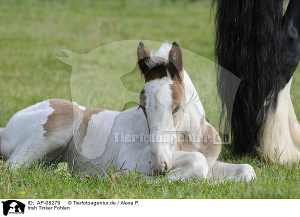 Irish Tinker Fohlen / Irish Tinker foal / AP-08279