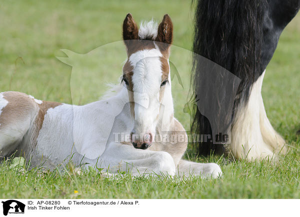 Irish Tinker Fohlen / Irish Tinker foal / AP-08280