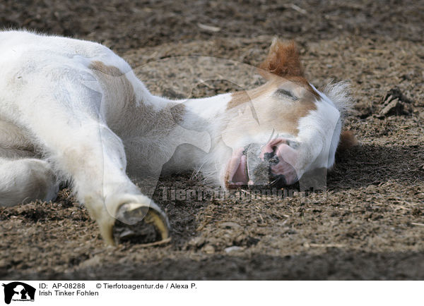 Irish Tinker Fohlen / Irish Tinker foal / AP-08288