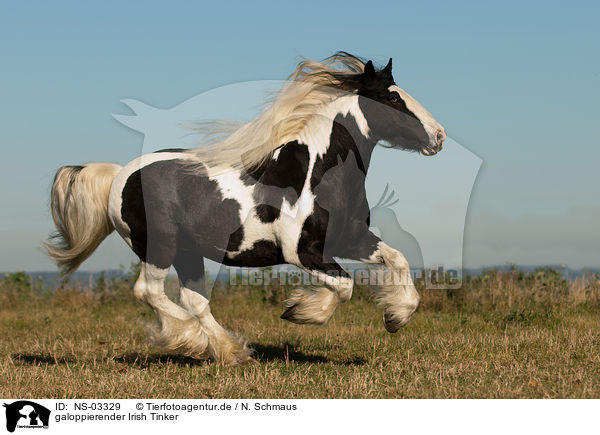 galoppierender Irish Tinker / NS-03329