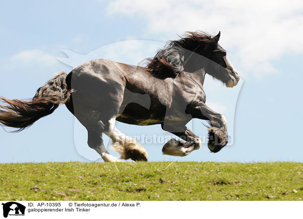galoppierender Irish Tinker / galloping Irish Tinker / AP-10395