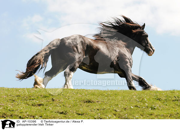 galoppierender Irish Tinker / galloping Irish Tinker / AP-10396