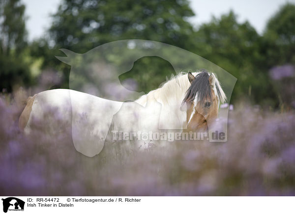 Irish Tinker in Disteln / Gypsy Horse in thistles / RR-54472