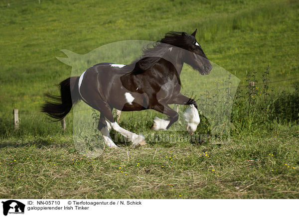 galoppierender Irish Tinker / NN-05710
