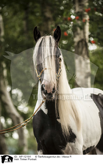 Irish Tinker Portrait / AP-12191