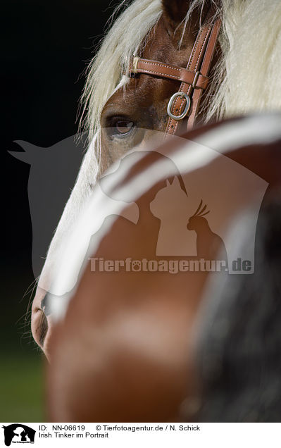 Irish Tinker im Portrait / NN-06619