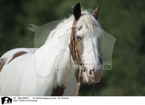 Irish Tinker im Portrait / NN-06621