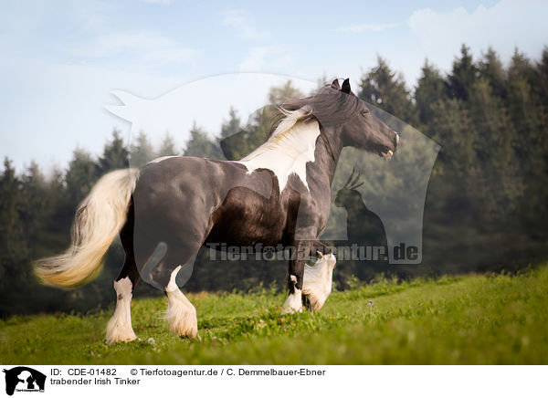 trabender Irish Tinker / CDE-01482