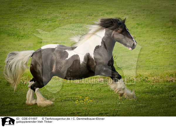 galoppierender Irish Tinker / CDE-01487