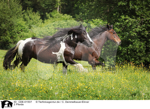 2 Pferde / CDE-01507