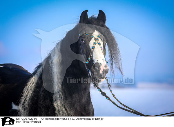 Irish Tinker Portrait / CDE-02350