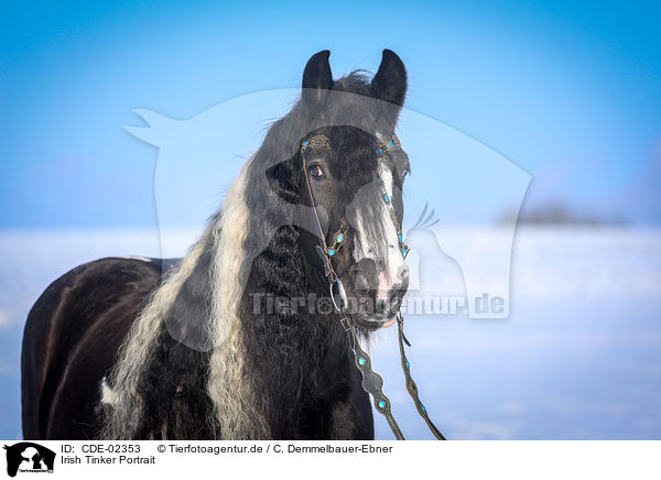 Irish Tinker Portrait / Irish Tinker Portrait / CDE-02353