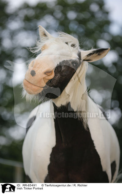 Irish Tinker Portrait / Irish Tinker Portrait / RR-85491