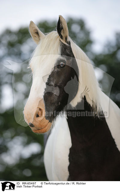 Irish Tinker Portrait / RR-85497