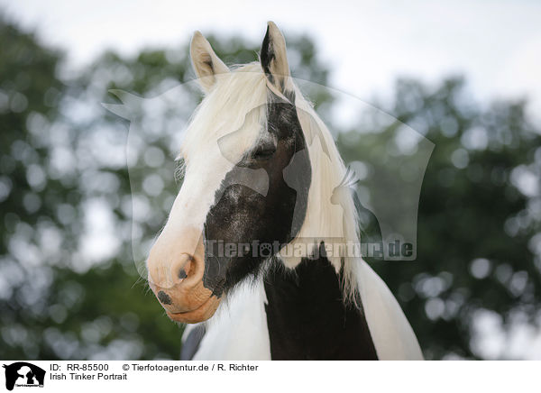 Irish Tinker Portrait / Irish Tinker Portrait / RR-85500