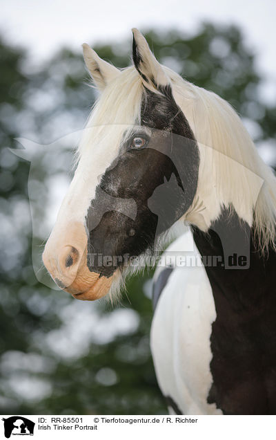 Irish Tinker Portrait / Irish Tinker Portrait / RR-85501