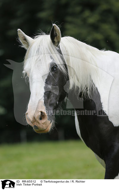 Irish Tinker Portrait / RR-85512
