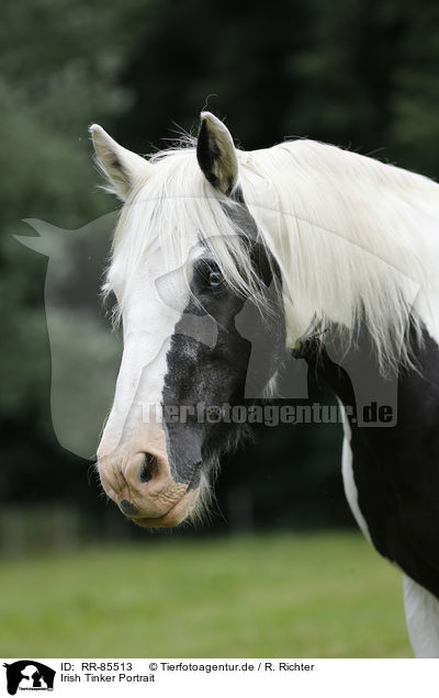 Irish Tinker Portrait / RR-85513