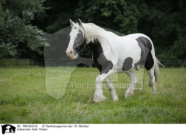 trabender Irish Tinker / trotting Irish Tinker / RR-85518