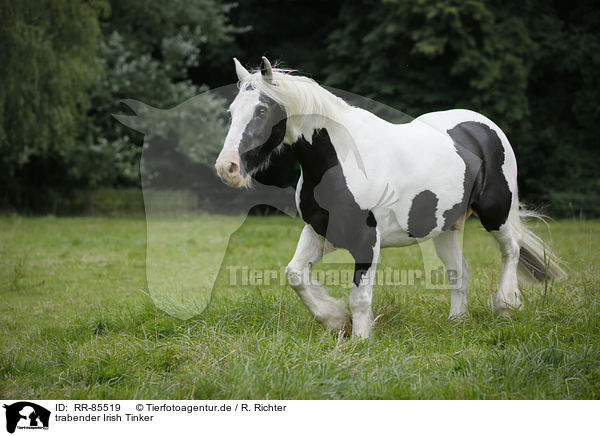 trabender Irish Tinker / RR-85519