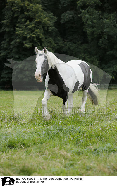 trabender Irish Tinker / RR-85523