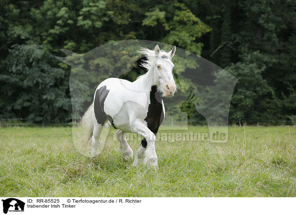 trabender Irish Tinker / trotting Irish Tinker / RR-85525