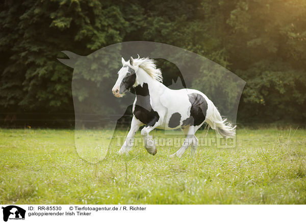 galoppierender Irish Tinker / RR-85530