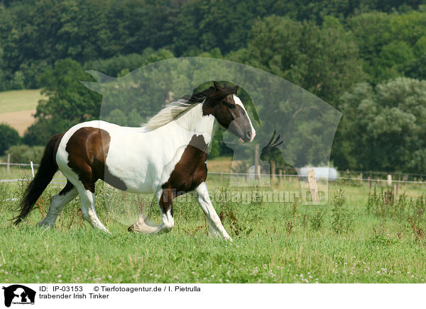 trabender Irish Tinker / trotting Irish Tinker / IP-03153