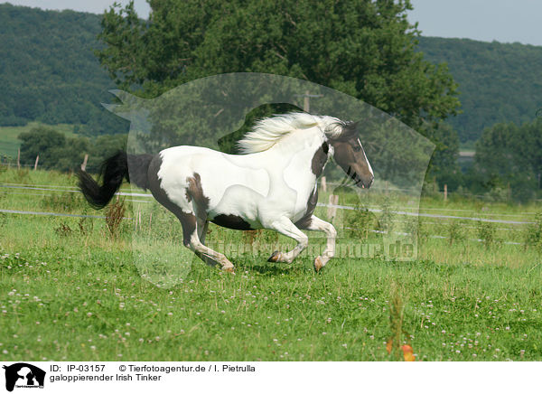 galoppierender Irish Tinker / galloping Irish Tinker / IP-03157