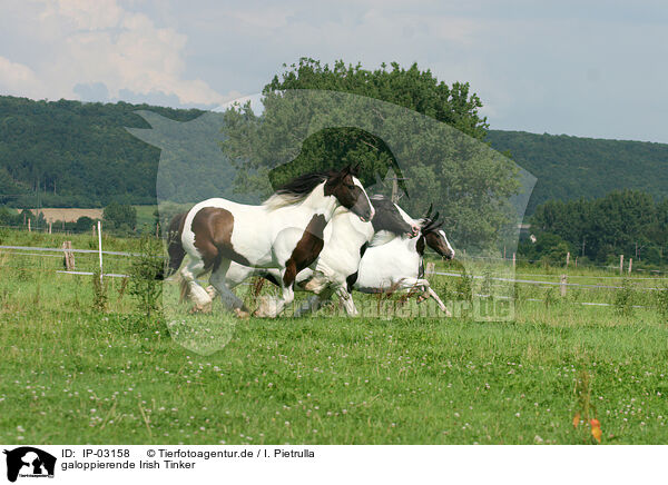 galoppierende Irish Tinker / galloping Irish Tinker / IP-03158
