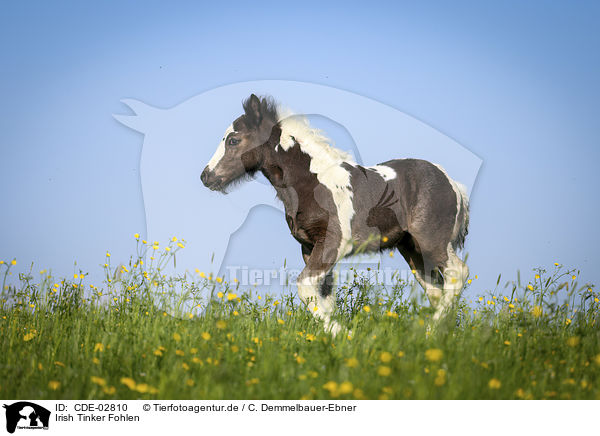 Irish Tinker Fohlen / Irish Tinker Foal / CDE-02810