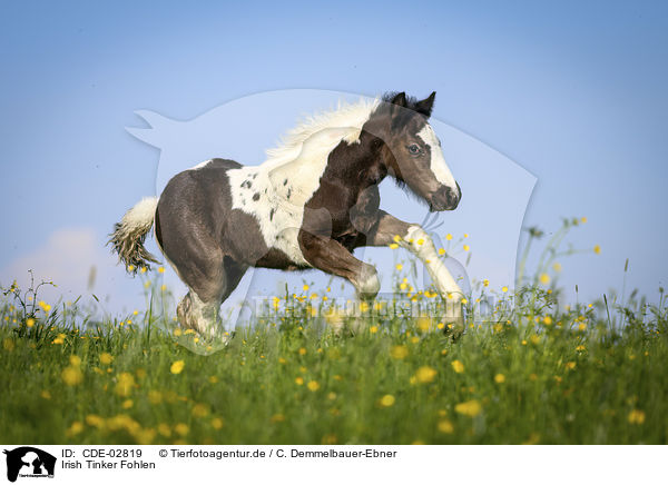 Irish Tinker Fohlen / Irish Tinker Foal / CDE-02819