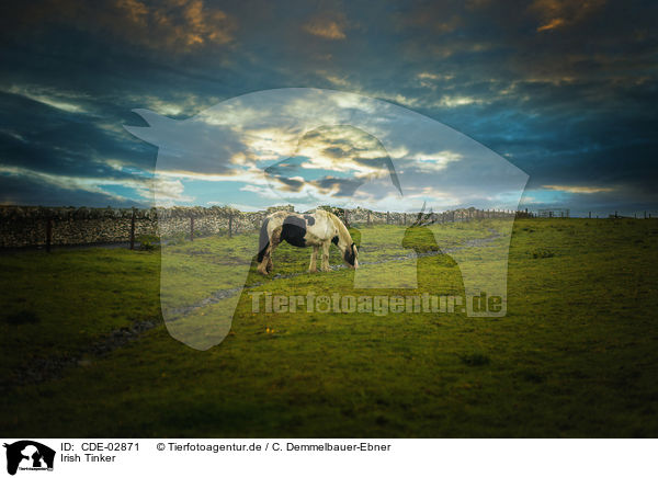 Irish Tinker / CDE-02871