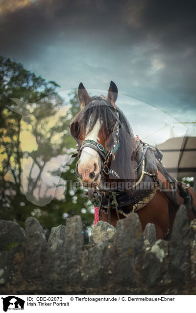 Irish Tinker Portrait / CDE-02873