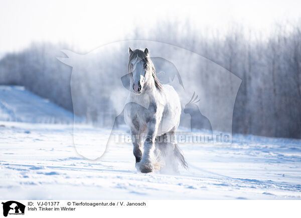 Irish Tinker im Winter / Irish Tinker in Winter / VJ-01377
