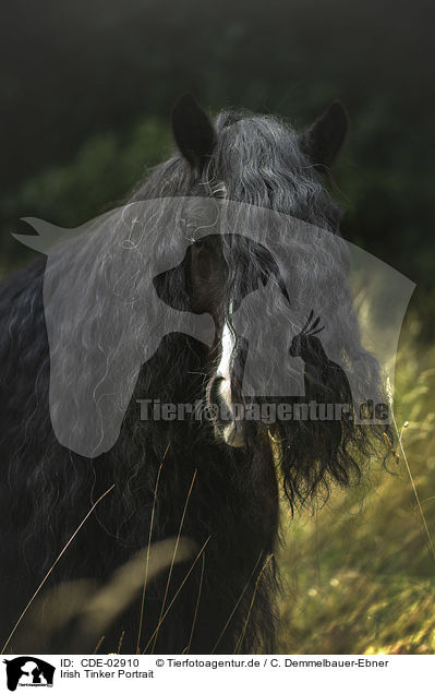 Irish Tinker Portrait / CDE-02910