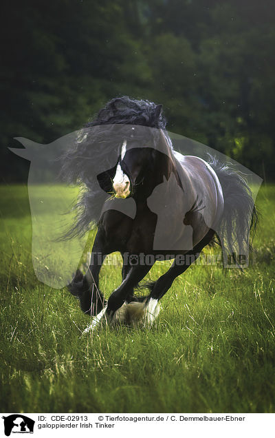 galoppierder Irish Tinker / CDE-02913