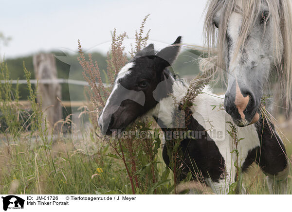 Irish Tinker Portrait / JM-01726