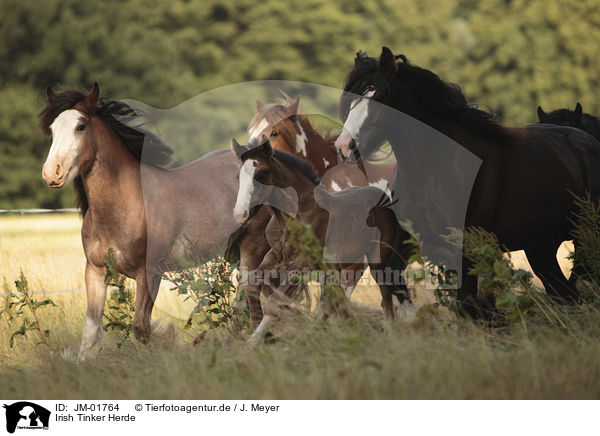 Irish Tinker Herde / herd of Irish Tinker horses / JM-01764