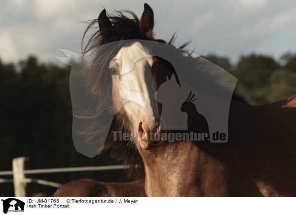 Irish Tinker Portrait / JM-01765
