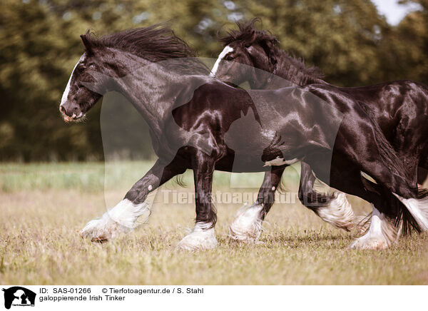 galoppierende Irish Tinker / galloping Irish Tinker / SAS-01266
