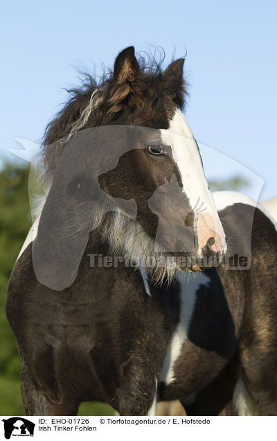 Irish Tinker Fohlen / Irish Tinker foal / EHO-01726