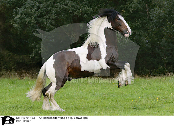 Irish Tinker / Irish Tinker / HS-01132