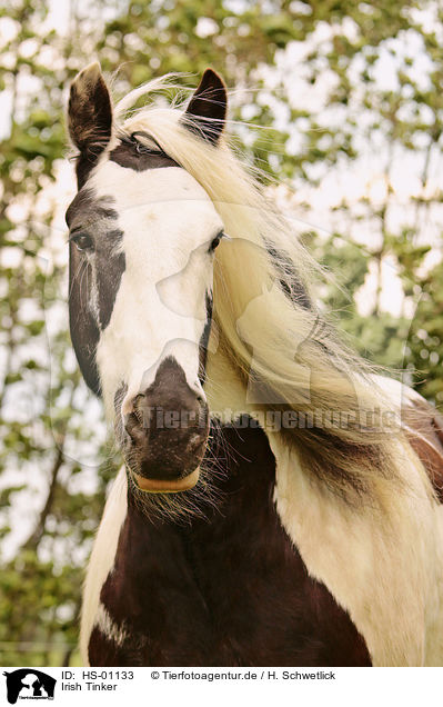 Irish Tinker / Irish Tinker / HS-01133