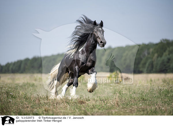 galoppierender Irish Tinker Hengst / VJ-02973