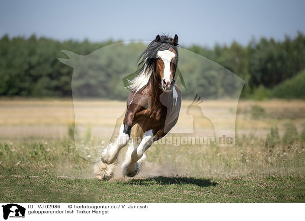 galoppierender Irish Tinker Hengst / VJ-02986