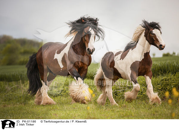 2 Irish Tinker / 2 Irish Tinker / PK-01186