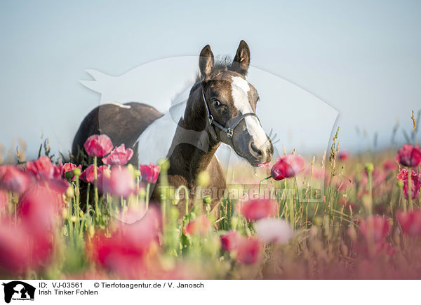 Irish Tinker Fohlen / Irish Tinker Foal / VJ-03561